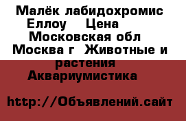 Малёк лабидохромис Еллоу  › Цена ­ 30 - Московская обл., Москва г. Животные и растения » Аквариумистика   